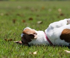 家庭で気を付ける動物のわかりにくい病気のサインのイメージ