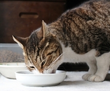 食事療法食って？のイメージ