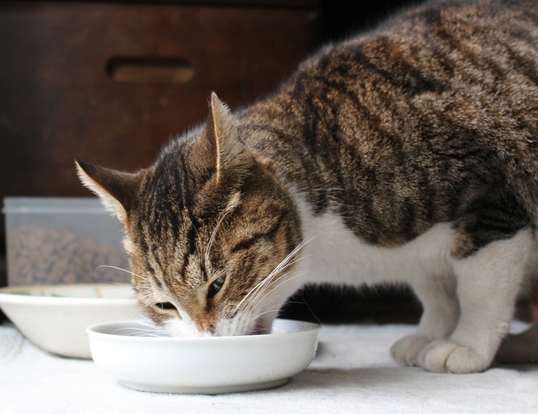 食事療法食って？のイメージ