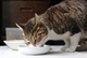 食事療法食って？