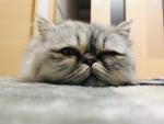 猫の"じゃぱ"をご紹介♪ 〜可愛いだけじゃない！予防接種の大切さ〜