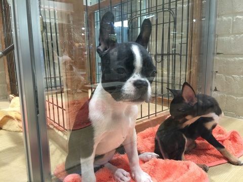 犬ブログ ペット医療とペットフード 動物医薬品の販売 有限会社ランド